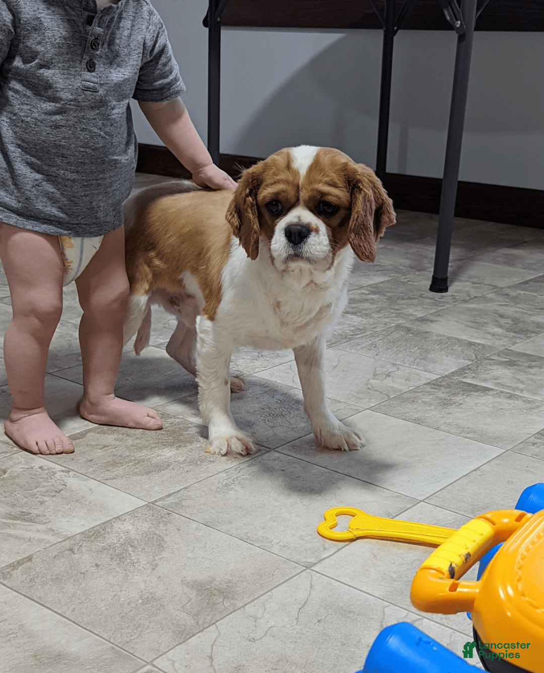 Cavapoo dogs for sale: Toby - Image 17