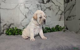 Mini Hippo dogs for sale: Cody - Image 7