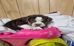 Puggle dogs for sale: Taffy - Image 4