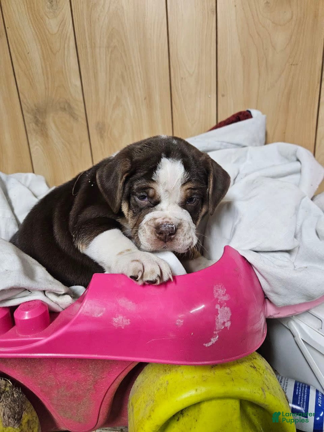 Puggle dogs for sale: Taffy - Image 4