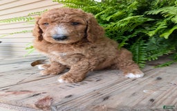 Goldendoodle dogs for sale: Asher - Image 10