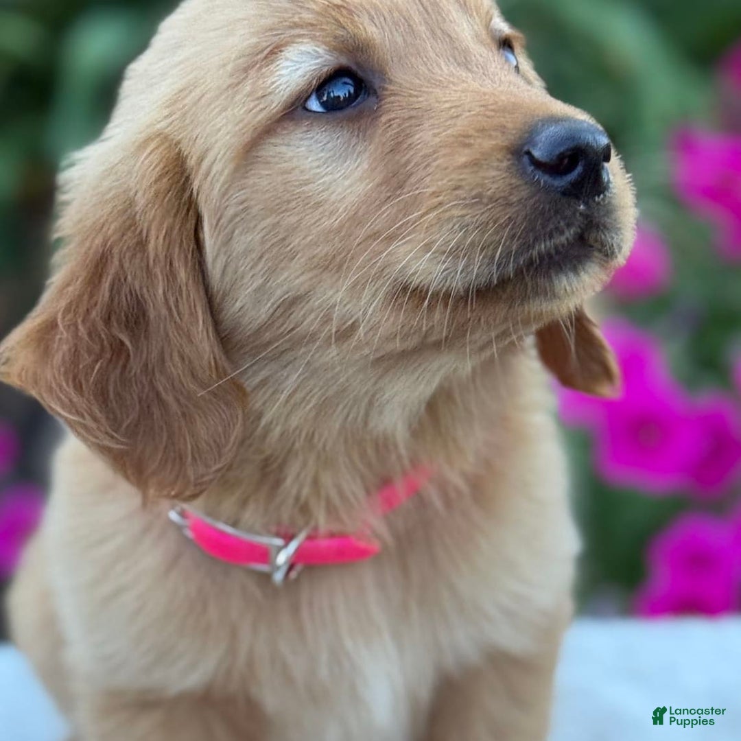 Golden Retriever dogs for sale: Golden Retriever 8 puppies - Image 2