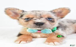 French Bulldog dogs for sale: Candy - Image 4