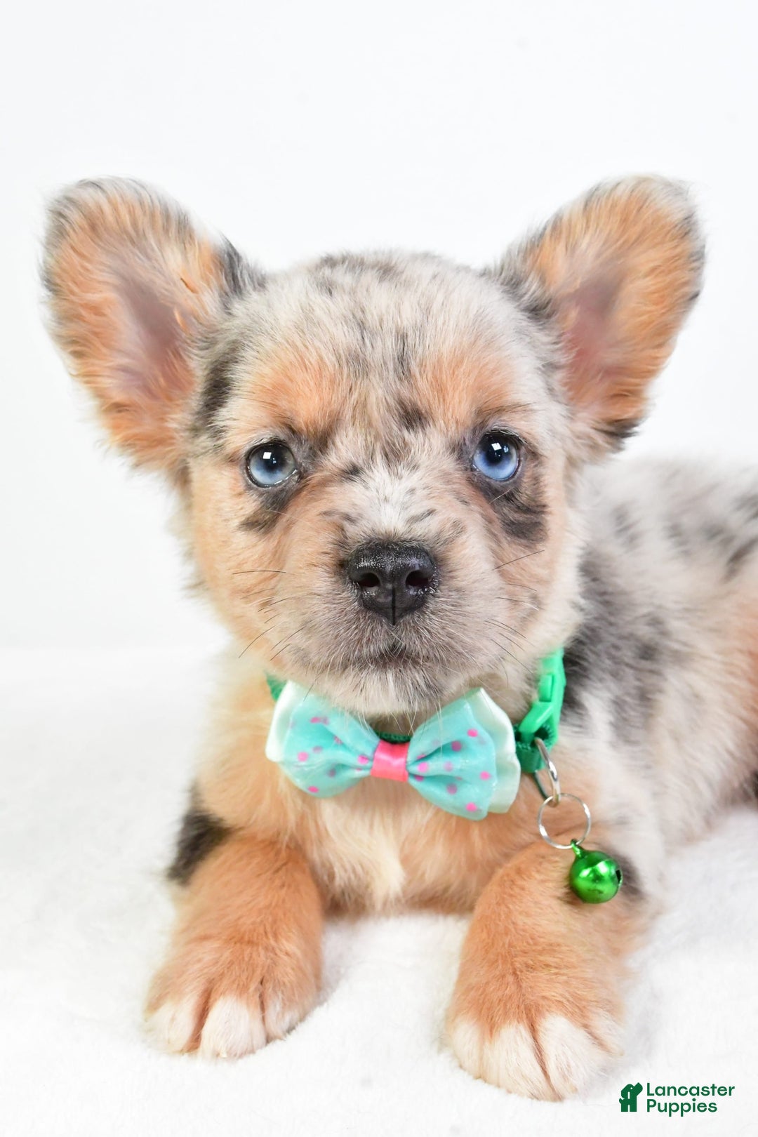 French Bulldog dogs for sale: Candy - Image 4