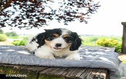 Cavapoo dogs for sale: Luna - Image 3