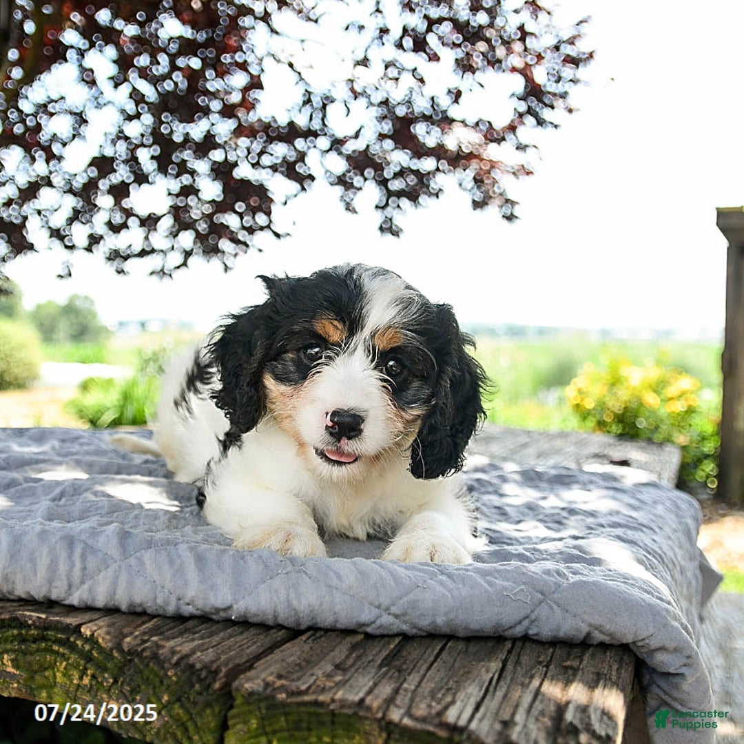 Cavapoo dogs for sale: Luna - Image 3