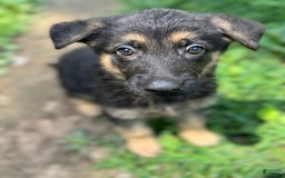 German Shepherd dogs for sale: Luna - Image 1