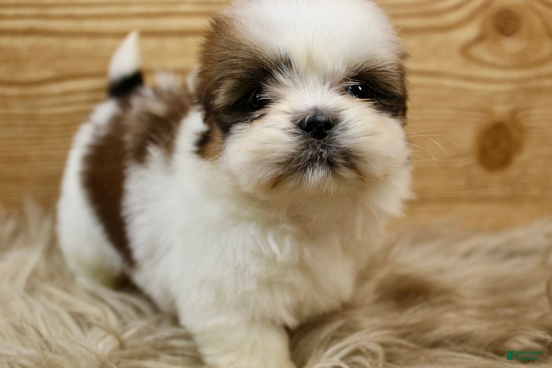 Shih Tzu dogs for sale: Peaches - Image 1