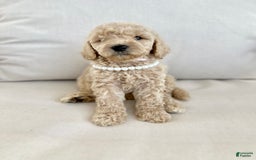 Labradoodle dogs for sale: Daphnie - Image 1