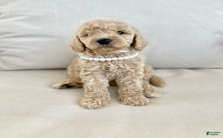 Labradoodle dogs for sale - Ad 1
