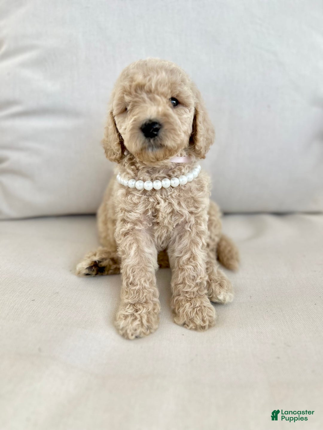 Labradoodle dogs for sale: Daphnie - Image 1
