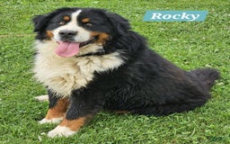 Bernese Mountain Dog dogs for sale: Yellow - Image 3