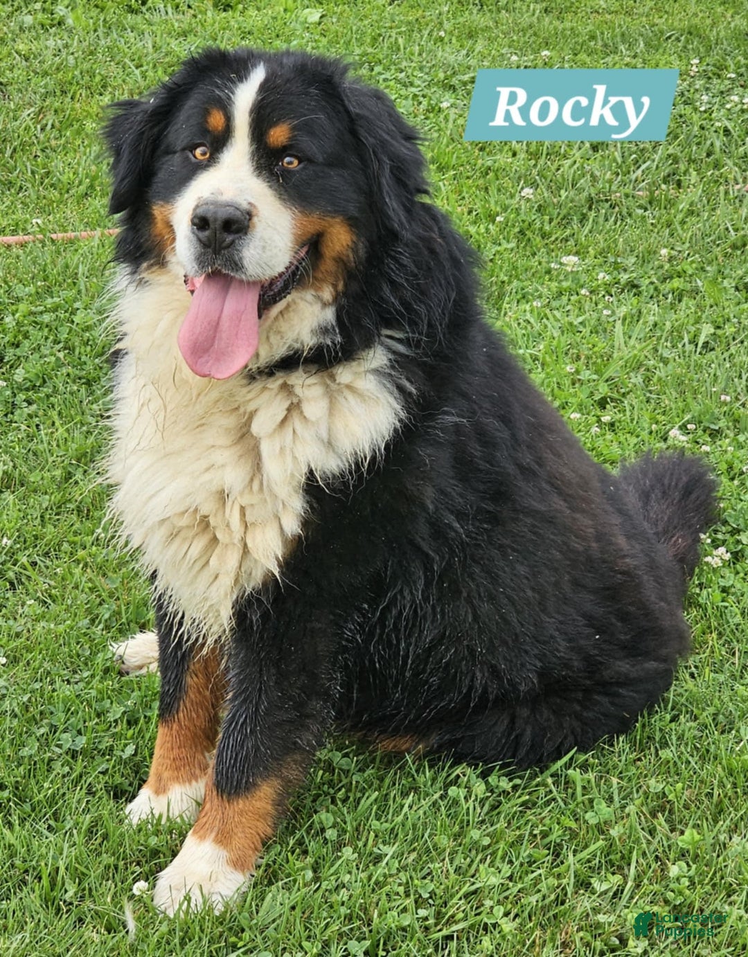 Bernese Mountain Dog dogs for sale: Yellow - Image 3
