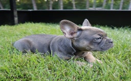 French Bulldog dogs for sale: Rose - Image 2