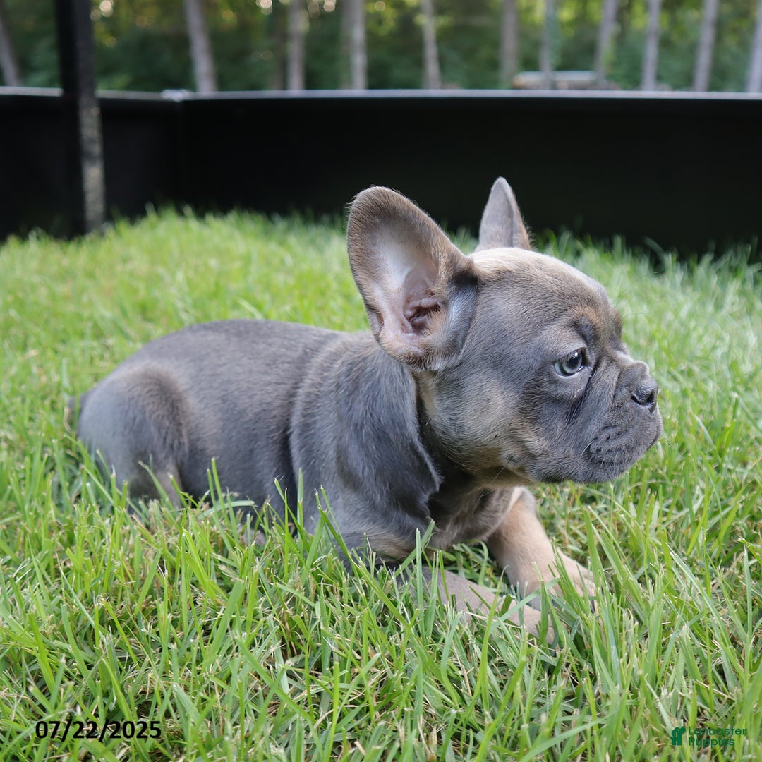 French Bulldog dogs for sale: Rose - Image 2