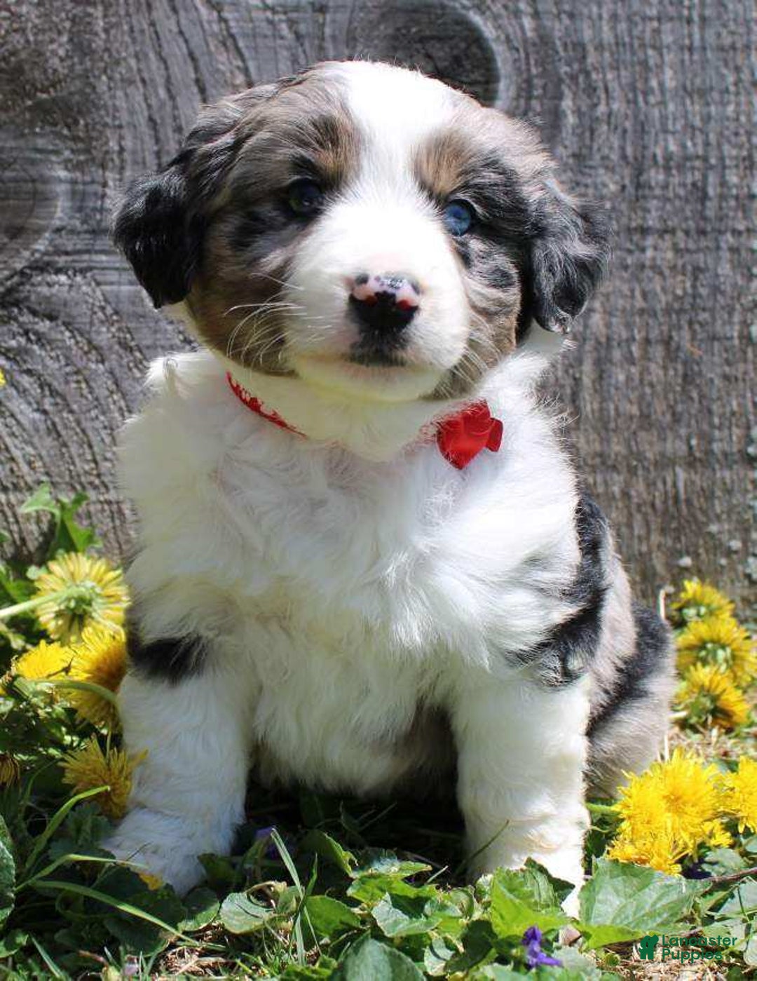 Miniature Australian Shepherd dogs for sale: Marshall - Image 2