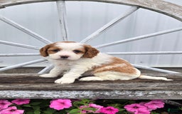 Cavapoo dogs for sale: Ellie - Image 3