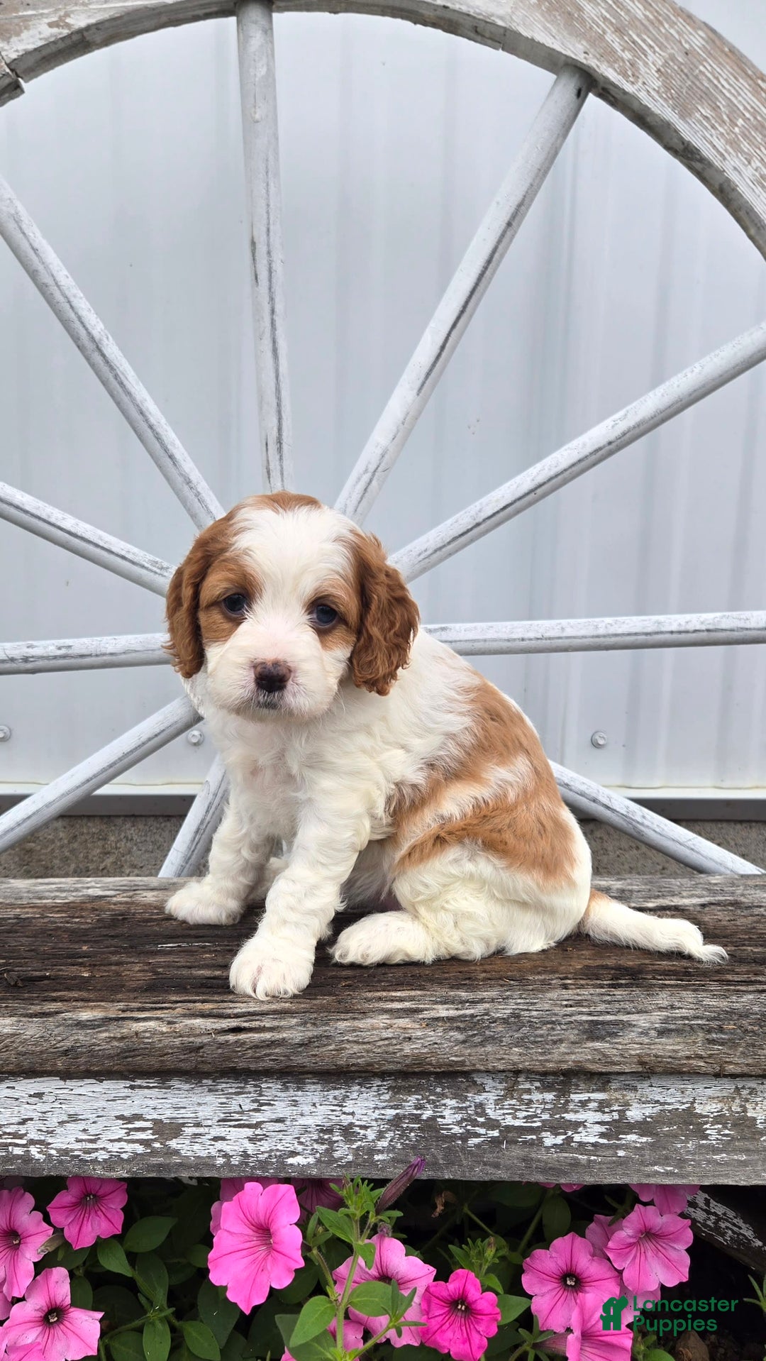 Cavapoo dogs for sale: Ellie - Image 3