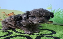 Mini Aussiedoodle dogs for sale: Lavender - Image 5