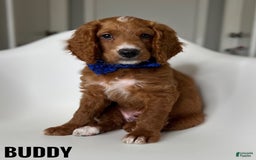 Goldendoodle dogs for sale: Buddy Blue Collar - Image 1