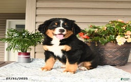 Bernese Mountain Dog dogs for sale: Bella - Image 6