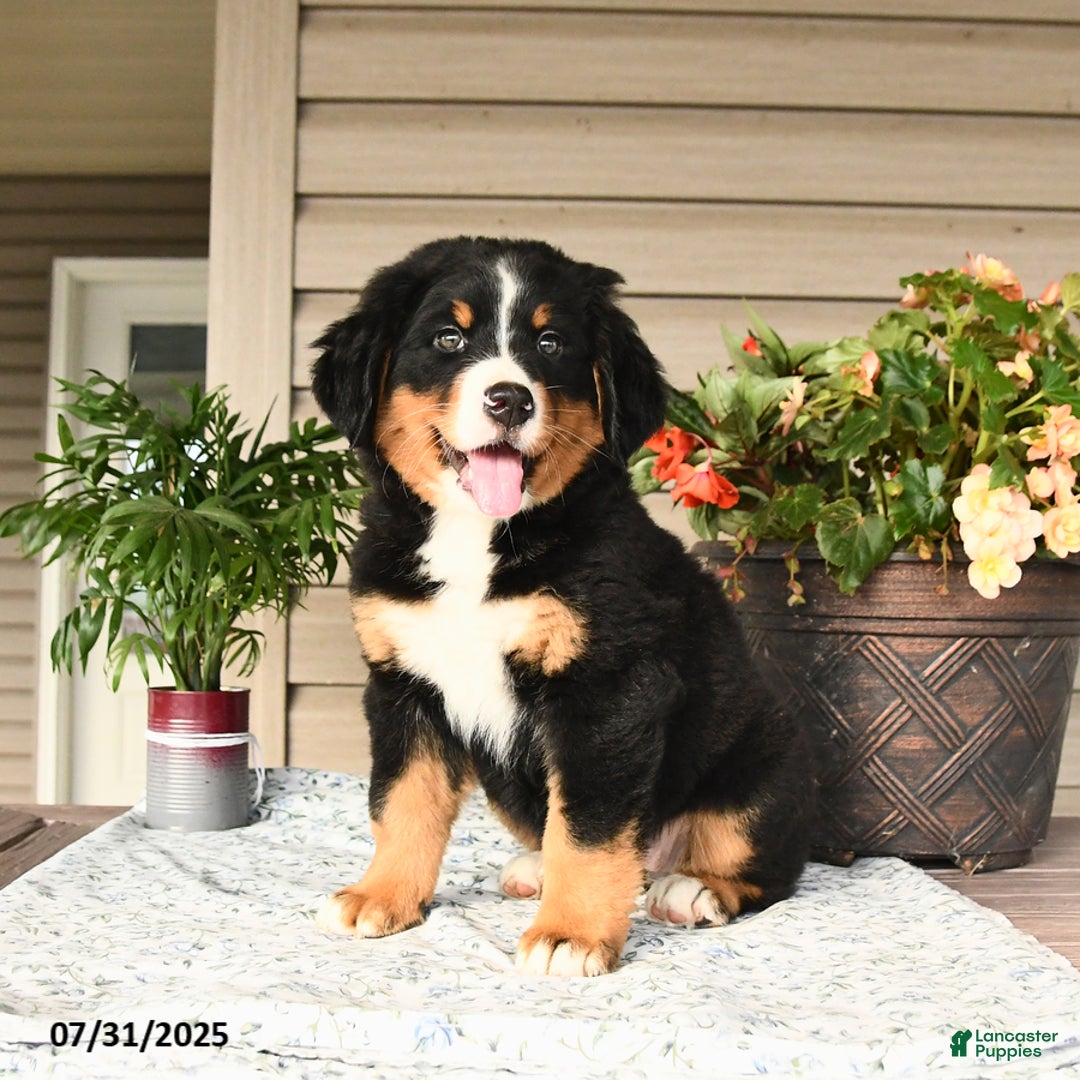 Bernese Mountain Dog dogs for sale: Bella - Image 6