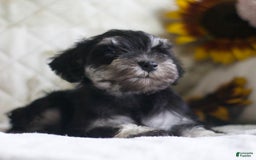 Miniature Schnauzer dogs for sale: Sandy - Image 1