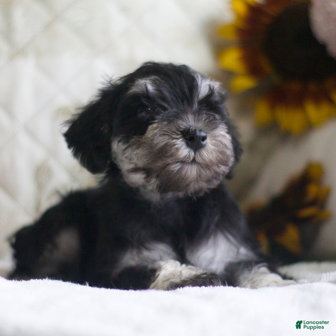 Miniature Schnauzer dogs for sale: Sandy - Image 1