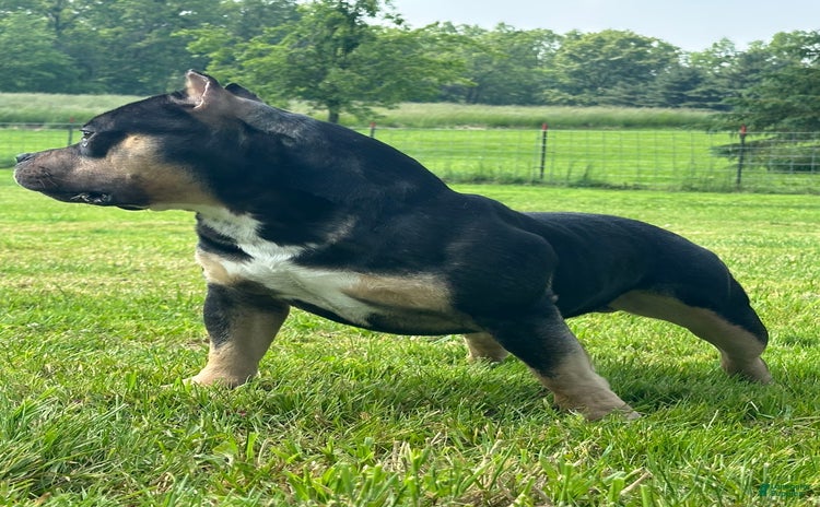 American Bully dogs for sale - Ad 4
