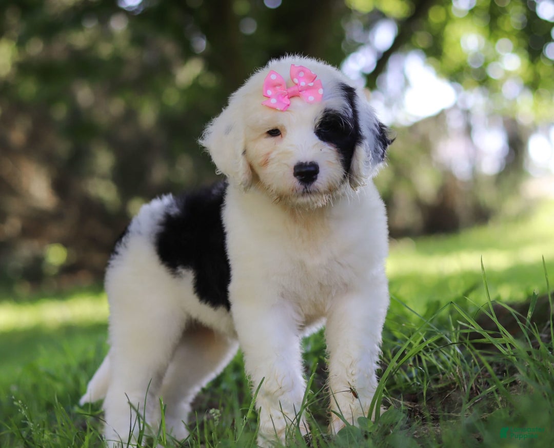 Sheepadoodle dogs for sale: Leah - Image 4