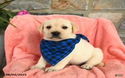Labrador Retriever dogs for sale: Labrador Retriever 6 puppies - Image 8