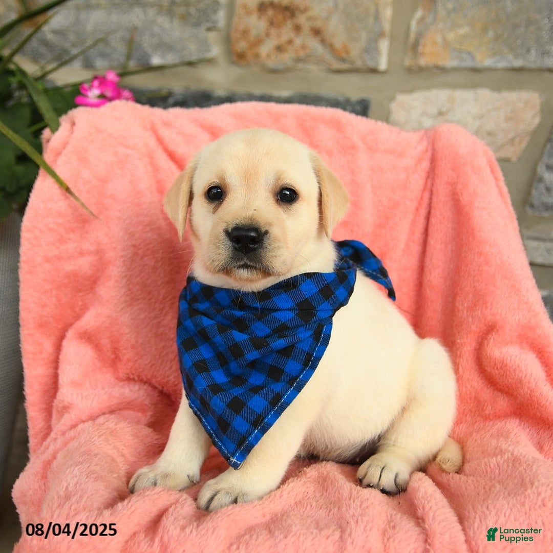 Labrador Retriever dogs for sale: Labrador Retriever 6 puppies - Image 8
