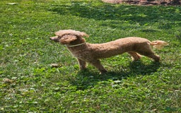 Miniature Poodle dogs for sale: Glory - Image 5