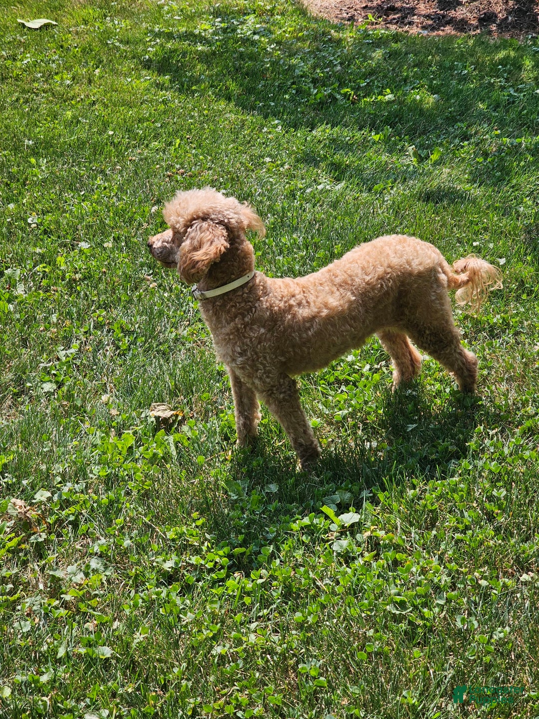Miniature Poodle dogs for sale: Glory - Image 5
