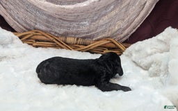 Cockapoo dogs for sale: Emily - Image 25