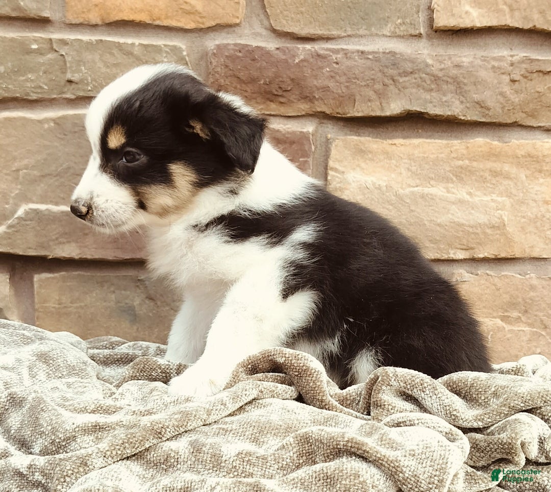 Miniature Australian Shepherd dogs for sale: Maya - Image 3