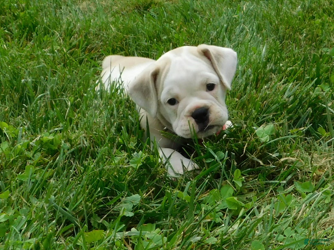 English Bulldog dogs for sale: Lilly - Image 4