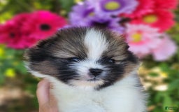 Pomeranian dogs for sale: Nirvana - Image 2