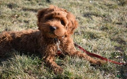 Cockapoo dogs for sale: Rory - Image 5