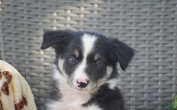 Border Collie dogs for sale: Buster - Image 2
