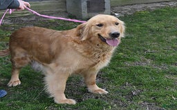 Golden Retriever dogs for sale: River - Image 5