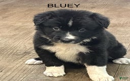 Border Collie dogs for sale: Bluey - Image 1