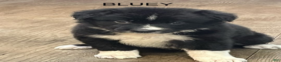 Bluey
