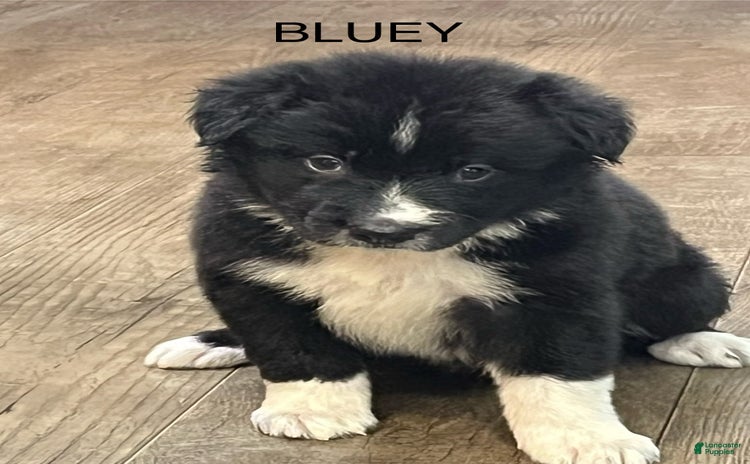 Border Collie dogs for sale - Ad 2