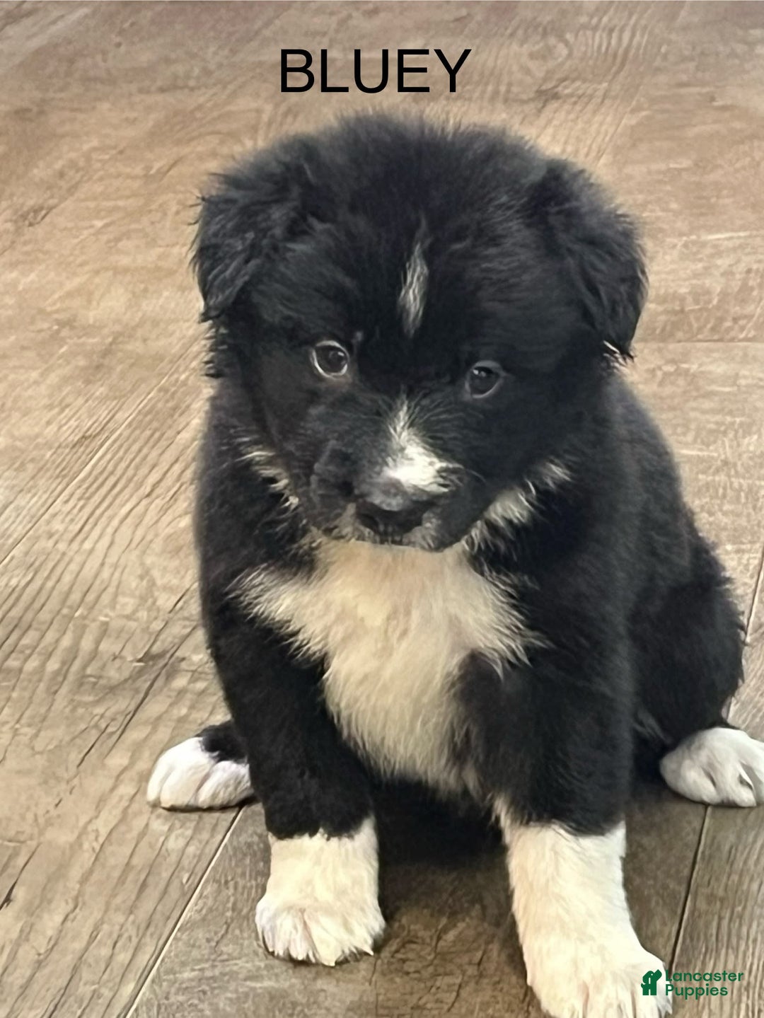 Border Collie dogs for sale: Bluey - Image 1