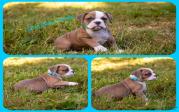 Olde English Bulldogge dogs for sale: Short Rib - Image 1