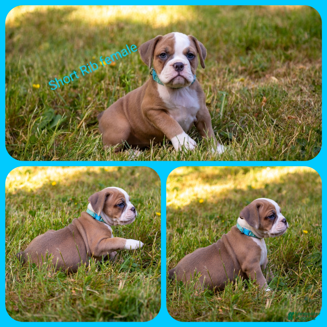 Olde English Bulldogge dogs for sale: Short Rib - Image 1