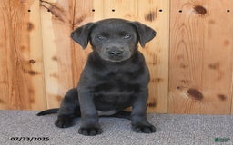 Labrador Retriever dogs for sale: Renee - Image 6
