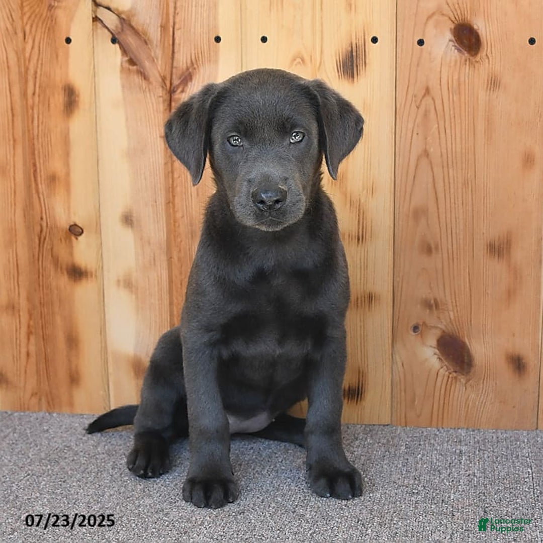 Labrador Retriever dogs for sale: Renee - Image 6
