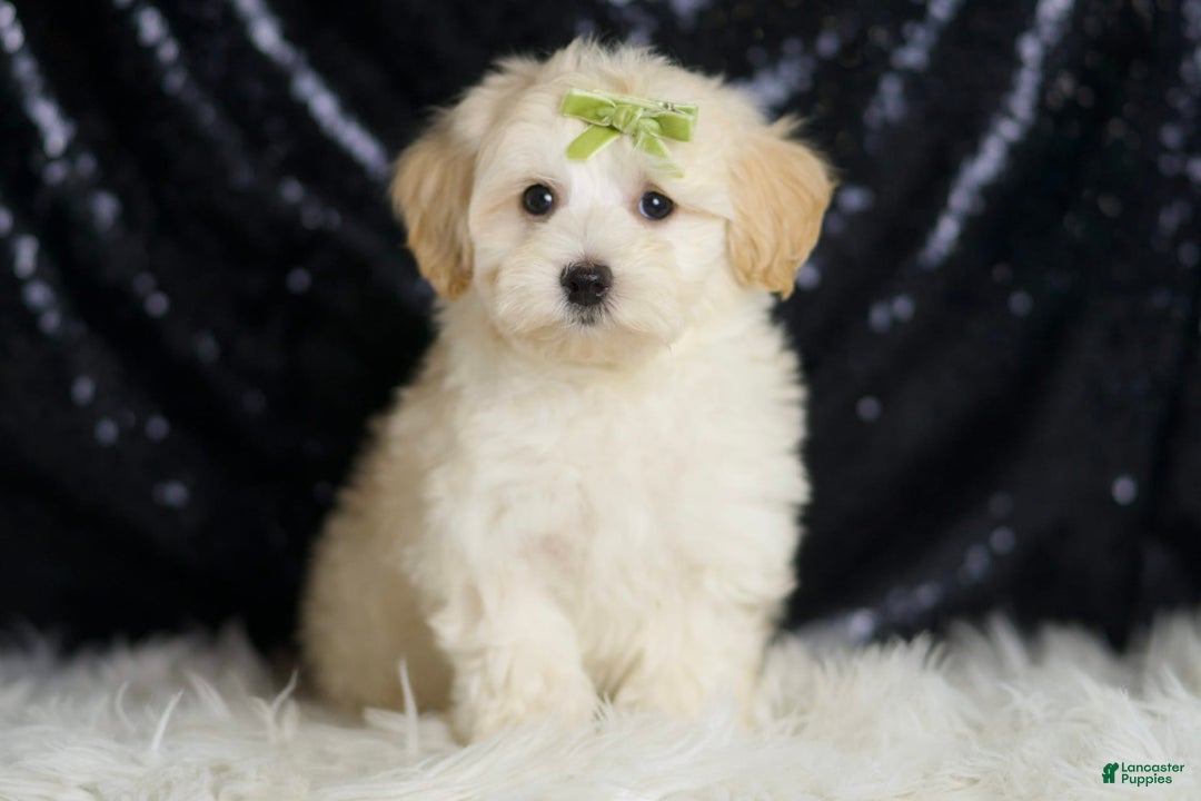 Maltipoo dogs for sale: Tundra - Image 4